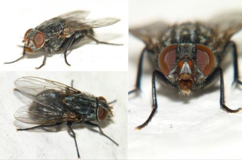 Réf. 246 359 : Muscina prolapsa